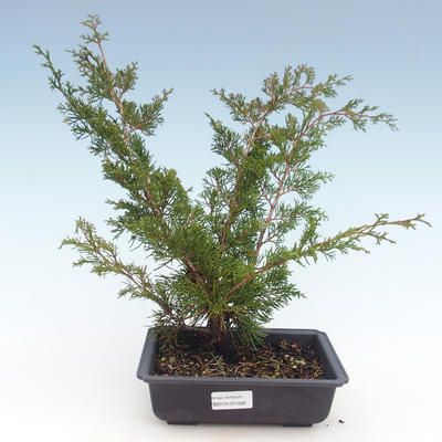 Venkovní bonsai - Juniperus chinensis Itoigawa-Jalovec čínský VB2019-261000 - 1