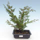Venkovní bonsai - Juniperus chinensis Itoigawa-Jalovec čínský VB2019-261000 - 1/2