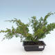 Venkovní bonsai - Juniperus chinensis Itoigawa-Jalovec čínský VB2019-261001 - 1/2