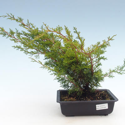 Venkovní bonsai - Juniperus chinensis Itoigawa-Jalovec čínský VB2019-261002 - 1