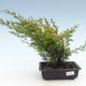 Venkovní bonsai - Juniperus chinensis Itoigawa-Jalovec čínský VB2019-261002 - 1/2