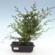 Venkovní bonsai - Juniperus chinensis Itoigawa-Jalovec čínský VB2019-261003 - 1/2