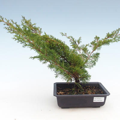 Venkovní bonsai - Juniperus chinensis Itoigawa-Jalovec čínský VB2019-261004 - 1