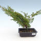 Venkovní bonsai - Juniperus chinensis Itoigawa-Jalovec čínský VB2019-261004 - 1/2