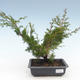 Venkovní bonsai - Juniperus chinensis Itoigawa-Jalovec čínský VB2019-261005 - 1/2