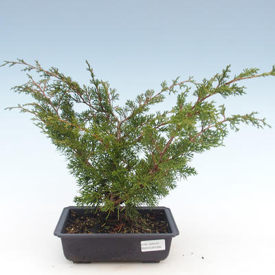 Venkovní bonsai - Juniperus chinensis Itoigawa-Jalovec čínský VB2019-261006 - 1