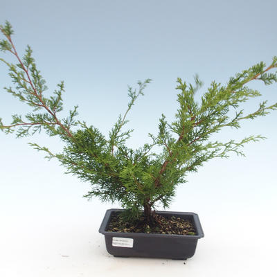 Venkovní bonsai - Juniperus chinensis Itoigawa-Jalovec čínský VB2019-261011 - 1