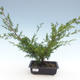 Venkovní bonsai - Juniperus chinensis Itoigawa-Jalovec čínský VB2019-261011 - 1/2