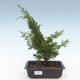Venkovní bonsai - Juniperus chinensis Itoigawa-Jalovec čínský VB2019-261013 - 1/2