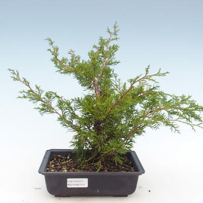 Venkovní bonsai - Juniperus chinensis Itoigawa-Jalovec čínský VB2019-261014 - 1