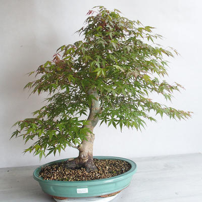 Acer palmatum - Javor dlanitolistý - 1