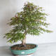 Acer palmatum - Javor dlanitolistý - 1/5