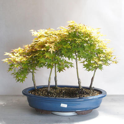 Acer palmatum Aureum - Javor dlanitolistý zlatý  lesík - 1