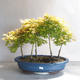 Acer palmatum Aureum - Javor dlanitolistý zlatý  lesík - 1/3