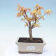 Venkovní bonsai - Acer pal. Sango Kaku - Javor dlanitolistý - 1/3