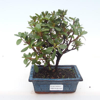 Pokojová bonsai - Rhododendron sp. - Azalka růžová VB2019-261024