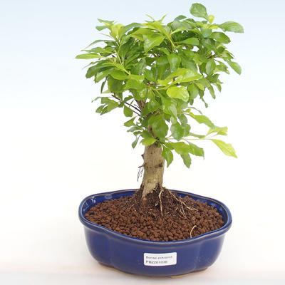 Pokojová bonsai - Duranta erecta Aurea PB2201038 - 1