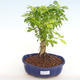 Pokojová bonsai - Duranta erecta Aurea PB2201038 - 1/3
