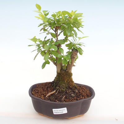 Pokojová bonsai - Duranta erecta Aurea PB2201039 - 1