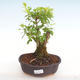 Pokojová bonsai - Duranta erecta Aurea PB2201039 - 1/3