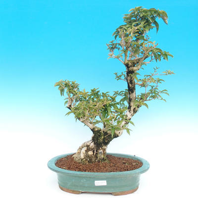 Pokojová bonsai - Bugenvilea - 1