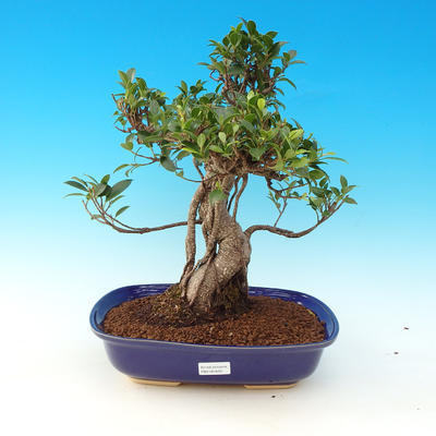 Pokojová bonsai-Ficus retusa- malolistý fíkus - 1
