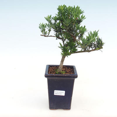 Pokojová bonsai - Podocarpus - Kamenný tis PB2201042