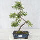 Venkovní bonsai - Prunus spinosa - Trnka - 1/2