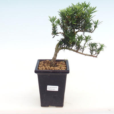 Pokojová bonsai - Podocarpus - Kamenný tis PB2201043