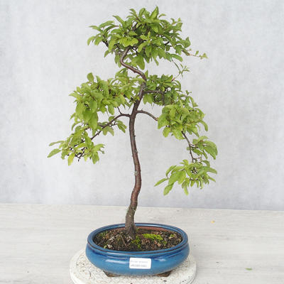 Venkovní bonsai - Prunus spinosa - Trnka - 1