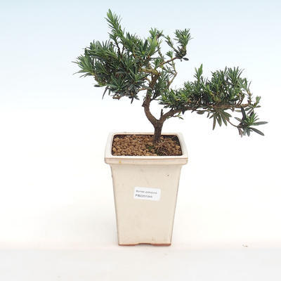 Pokojová bonsai - Podocarpus - Kamenný tis PB2201044