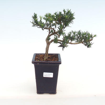 Pokojová bonsai - Podocarpus - Kamenný tis PB2201045