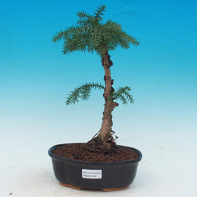 Pokojová bonsai -Araukarie - pokojový smrček