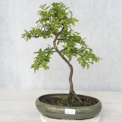 Venkovní bonsai - Prunus spinosa - Trnka - 1
