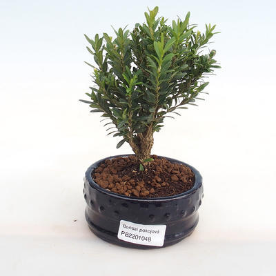 Pokojová bonsai - Buxus harlandii -korkový buxus PB2201048 - 1