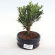 Pokojová bonsai - Buxus harlandii -korkový buxus PB2201048 - 1/4