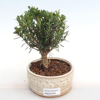 Pokojová bonsai - Buxus harlandii -korkový buxus PB2201049 - 1