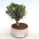 Pokojová bonsai - Buxus harlandii -korkový buxus PB2201049 - 1/4