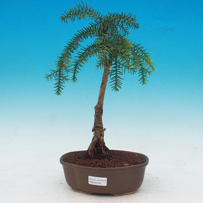 Pokojová bonsai -Araukarie - pokojový smrček