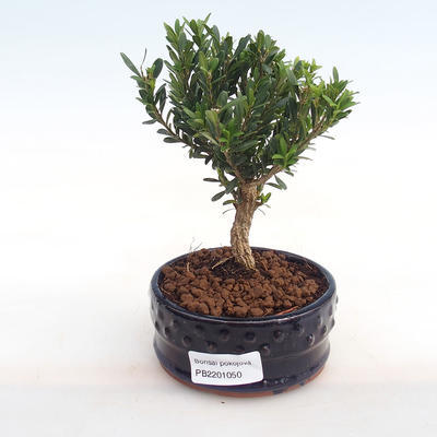 Pokojová bonsai - Buxus harlandii -korkový buxus PB2201050 - 1