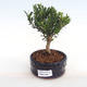 Pokojová bonsai - Buxus harlandii -korkový buxus PB2201050 - 1/4