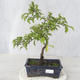 Venkovní bonsai - Prunus spinosa - Trnka - 1/2