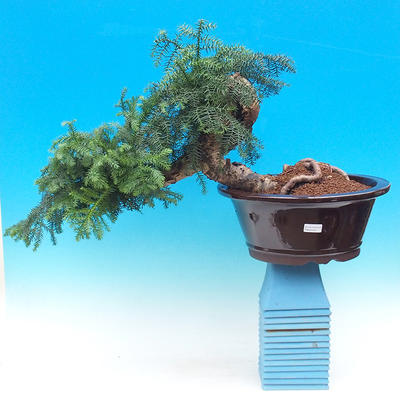Pokojová bonsai -Araukarie - pokojový smrček - 1
