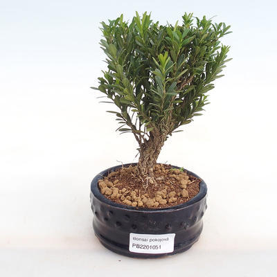 Pokojová bonsai - Buxus harlandii -korkový buxus PB2201051 - 1