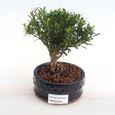 Pokojová bonsai - Buxus harlandii -korkový buxus PB2201053 - 1