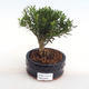 Pokojová bonsai - Buxus harlandii -korkový buxus PB2201053 - 1/4