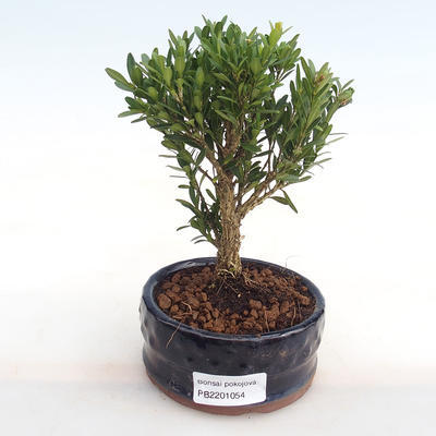 Pokojová bonsai - Buxus harlandii -korkový buxus PB2201054 - 1