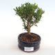 Pokojová bonsai - Buxus harlandii -korkový buxus PB2201054 - 1/4