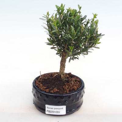 Pokojová bonsai - Buxus harlandii -korkový buxus PB2201055 - 1