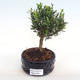 Pokojová bonsai - Buxus harlandii -korkový buxus PB2201055 - 1/4